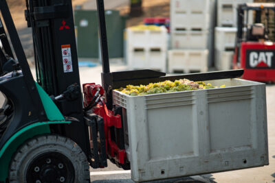 Bin of Chardonnay Grapes on Forklift