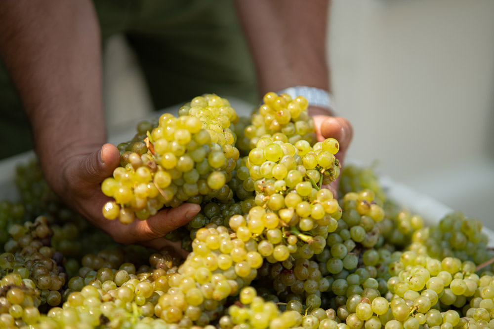 Star Vineyard Chardonnay Grapes in Hands