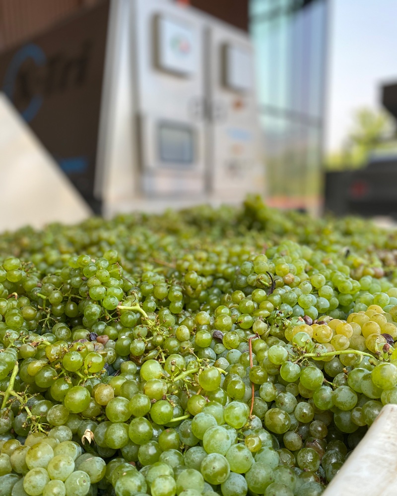 Jewell Vineyard Sauvignon Blanc, Harvest 2020