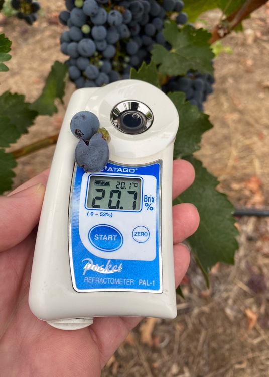 Refractometer - Analyzing grapes in the Vineyard