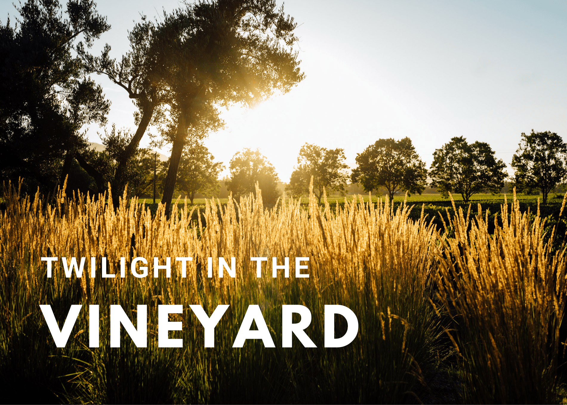 Twilight In the Vineyard