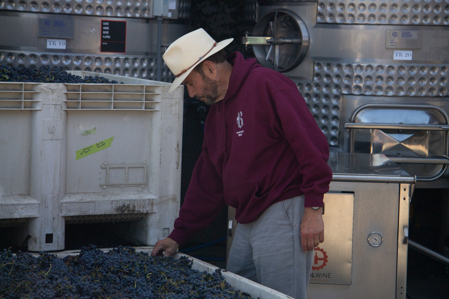 Andy Beckstoffer Inspecting To Kalon Grapes