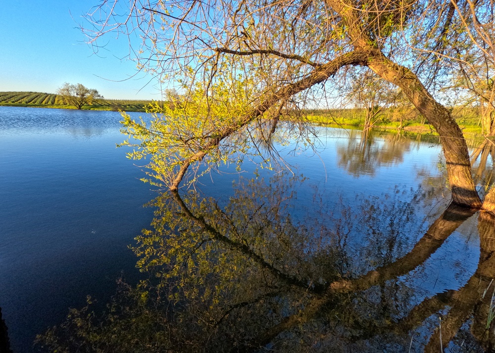 Pond Reflection at Brown Ranch