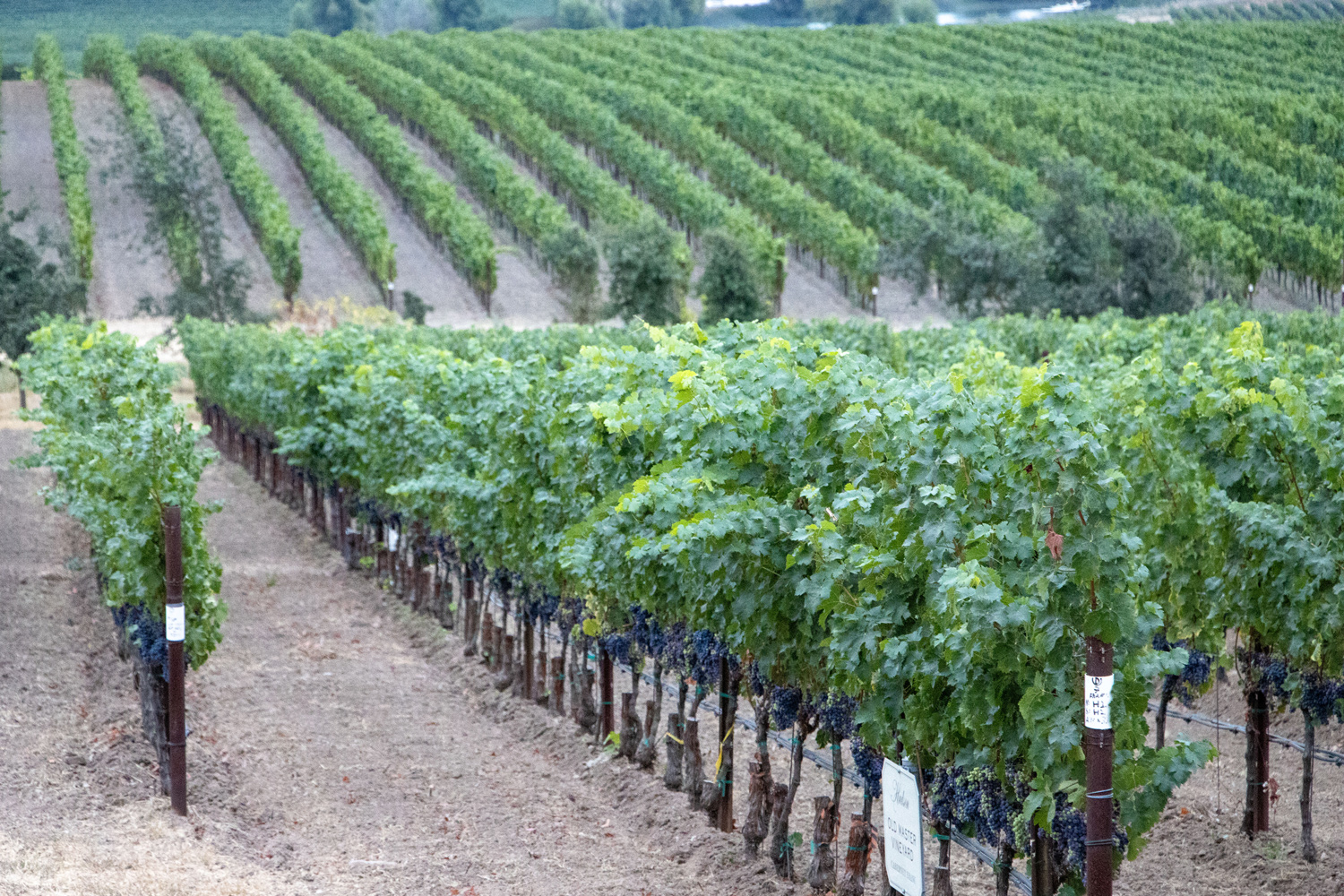 Hudson-Vineyard_rowsgrapes