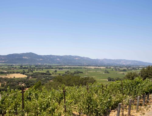 2023 Oakville Ranch Cabernet Sauvignon Pre-Order