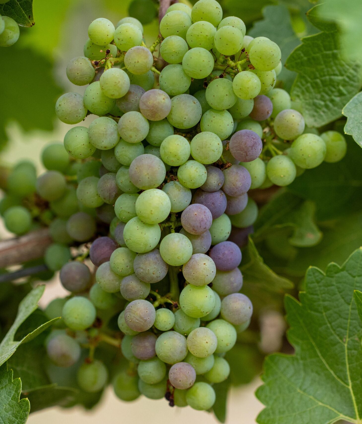 Verasion25-1