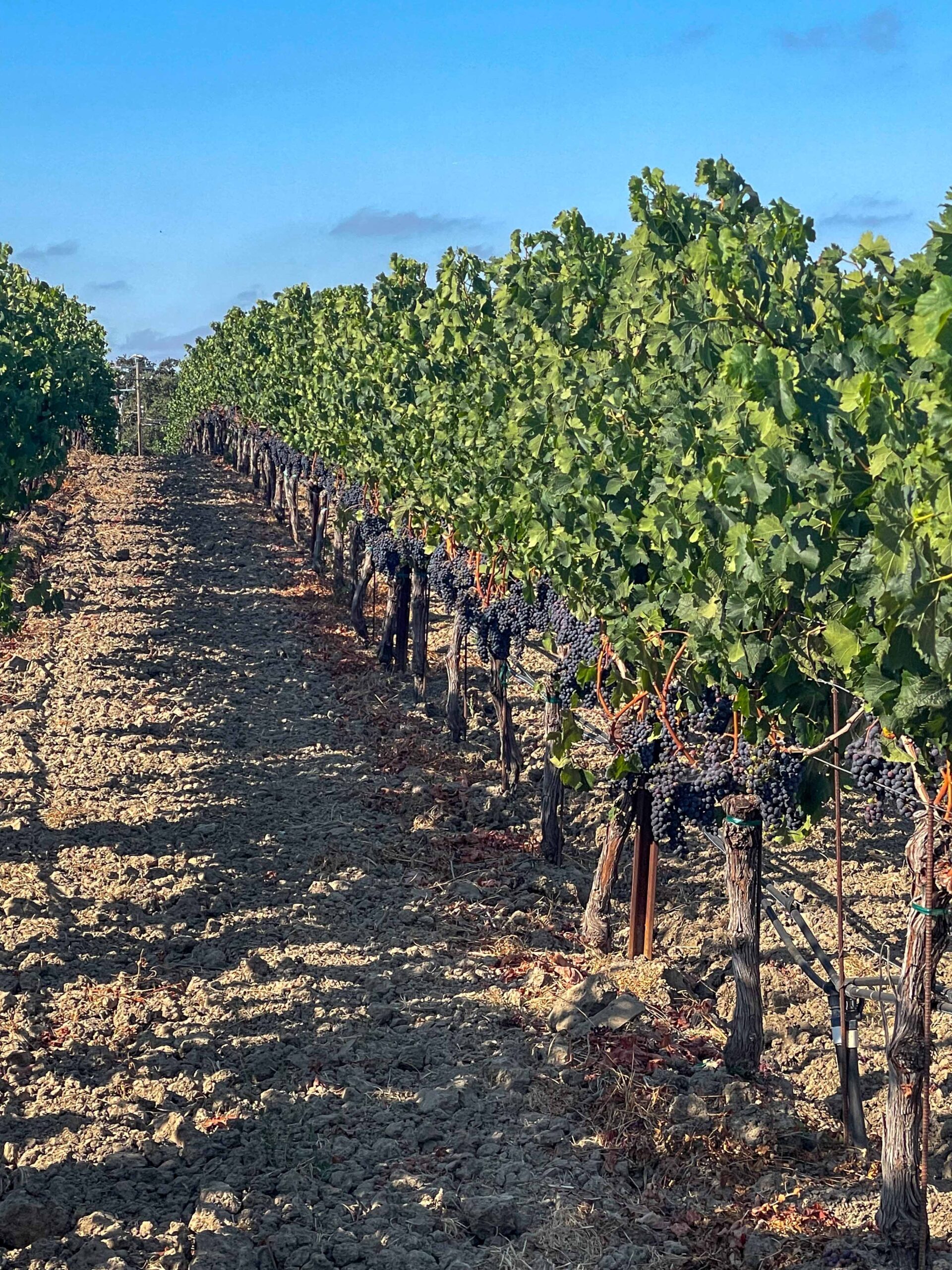 Merlot Row