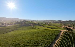 Sugarloaf Vineyard