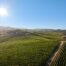 Sugarloaf Vineyard