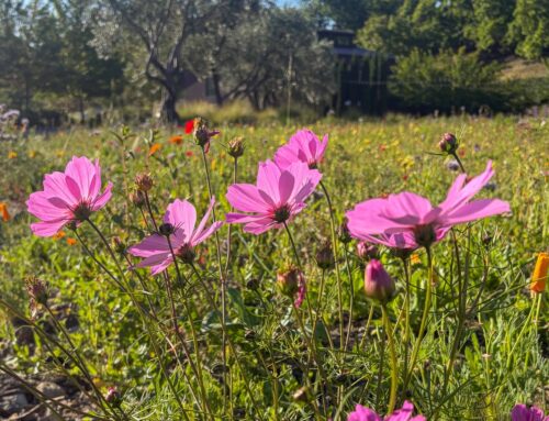 Winery Happenings, April 2026