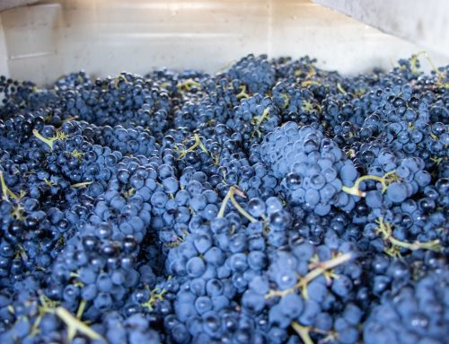 2024 Frediani Vineyard Petite Sirah