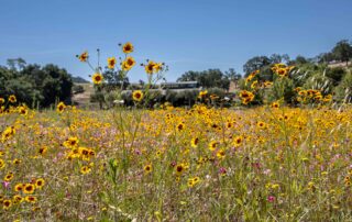 Flowers on property