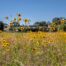 Flowers on property