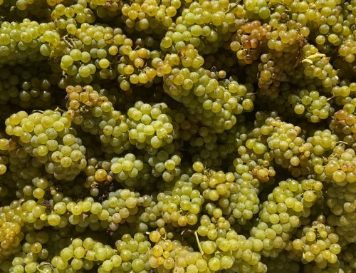 Winery Happenings, August 2026