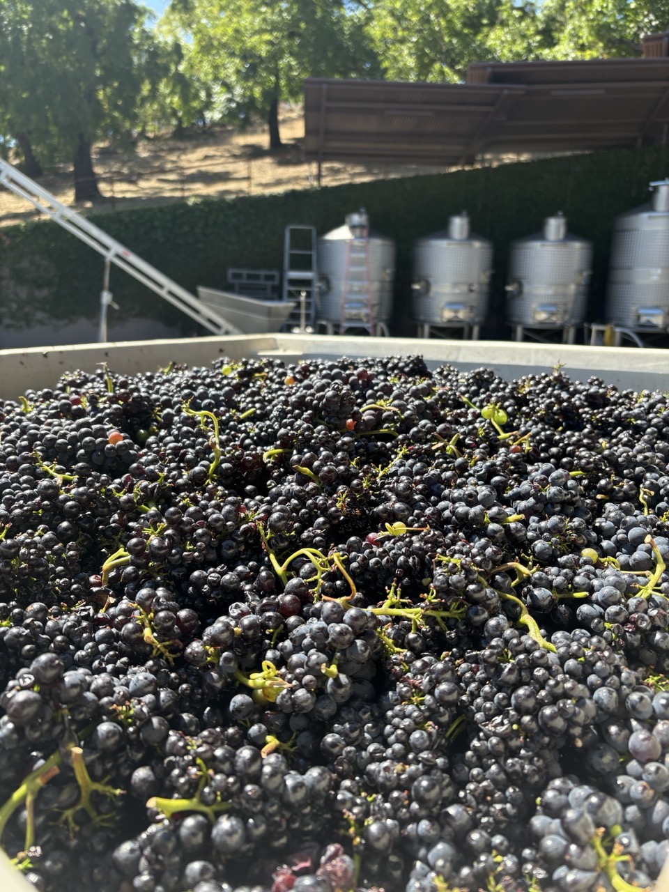 Pinot_Noir